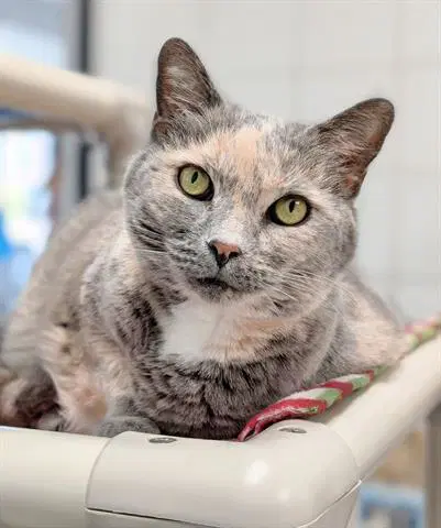 Tessa May - Domestic Short Hair