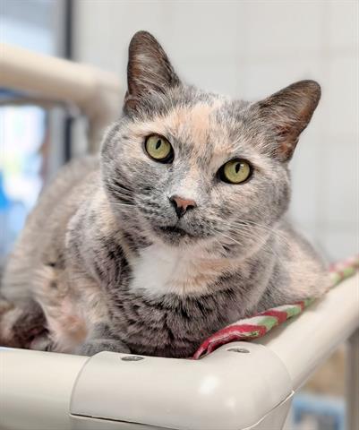 picture of the cat needing adoption