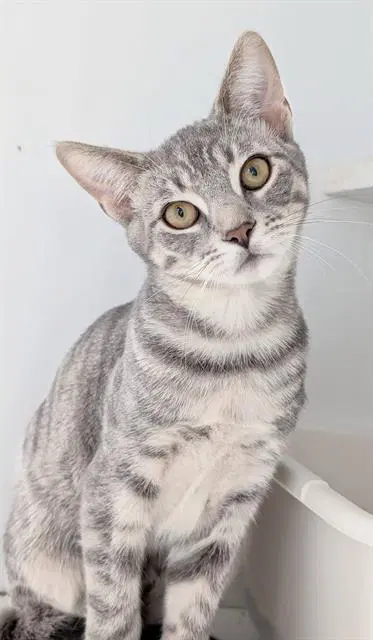Claire - Domestic Short Hair