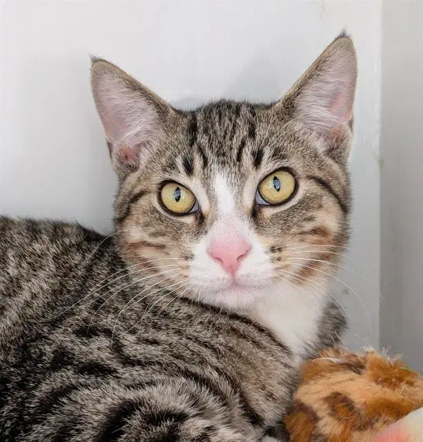 James - Domestic Short Hair