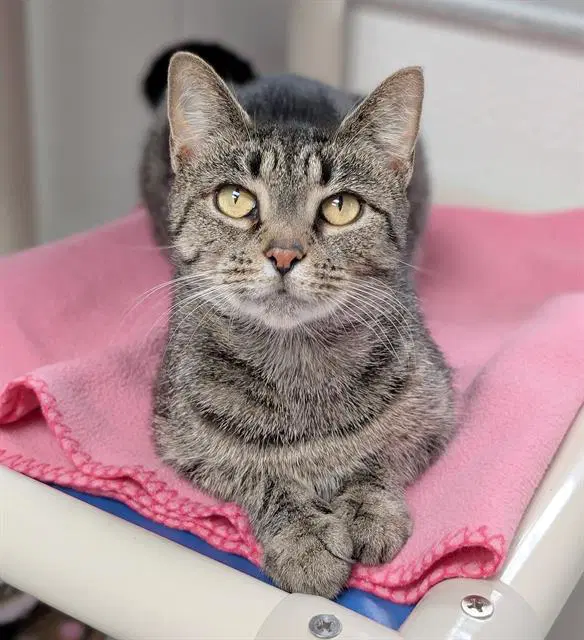 Barbie - Domestic Short Hair