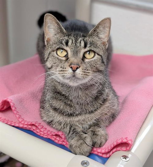BARBIE, a cat for adoption from Angels for Animals, Inc.