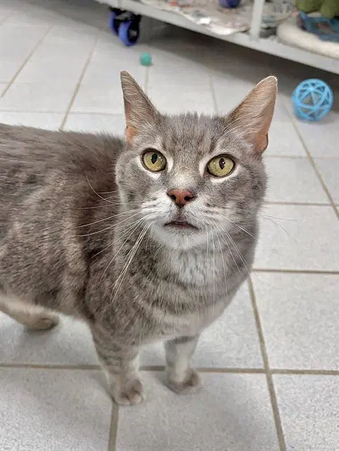 Hoggle - Domestic Short Hair
