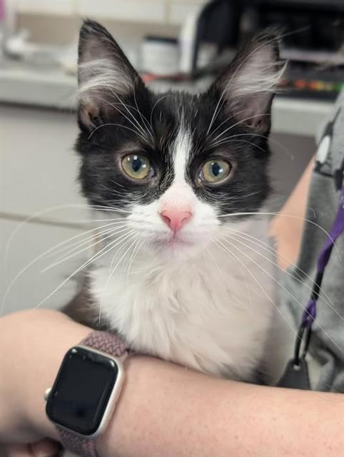 picture of the cat needing adoption