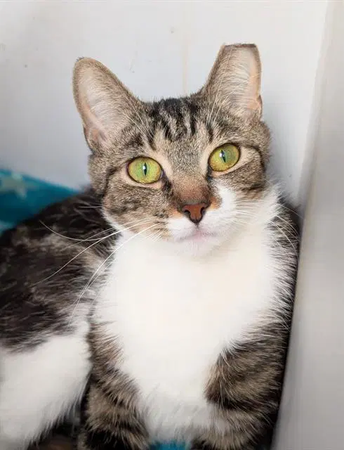 Flare - Domestic Short Hair