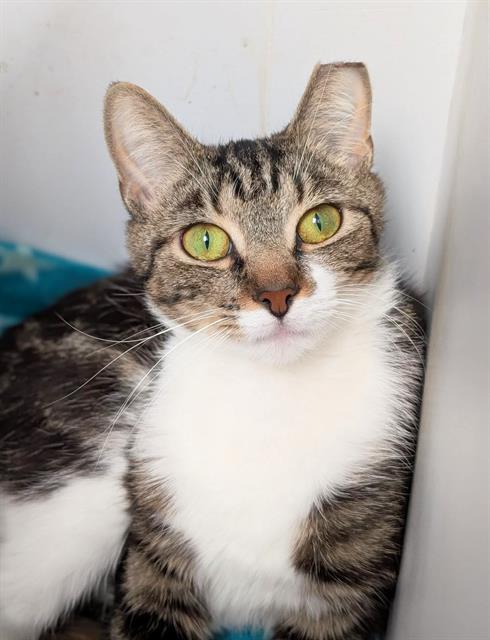 picture of the cat needing adoption