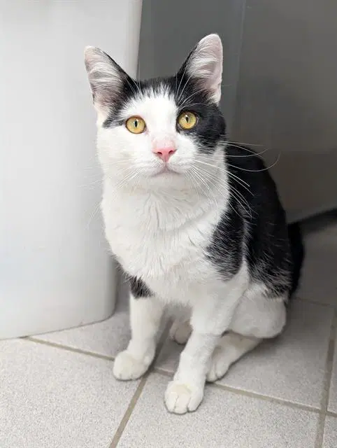 Kitkat - Domestic Short Hair