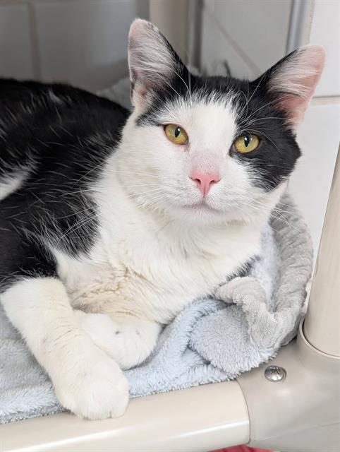 picture of the cat needing adoption