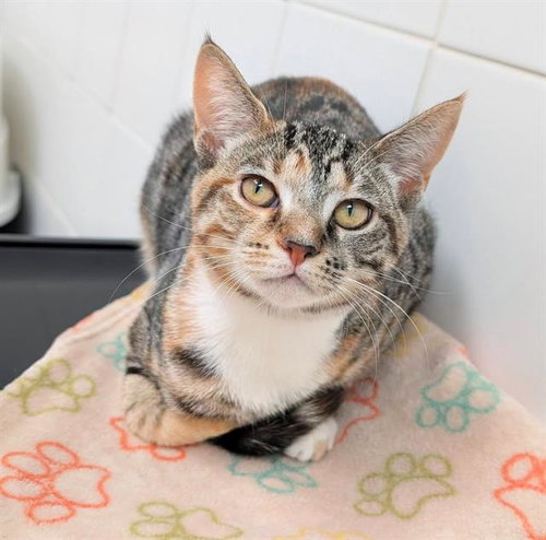picture of the cat needing adoption