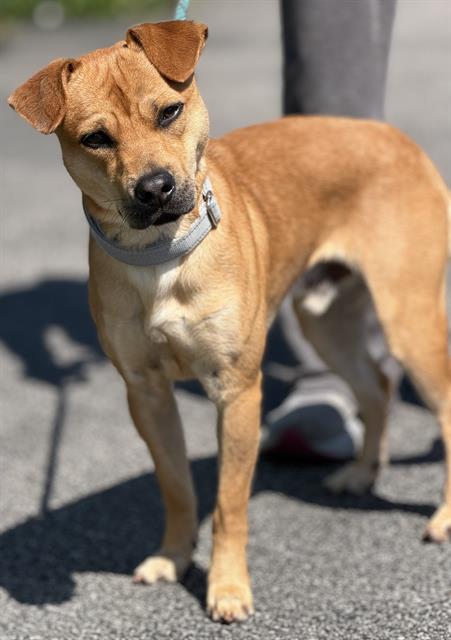 picture of the dog needing adoption