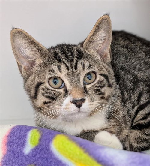 picture of the cat needing adoption