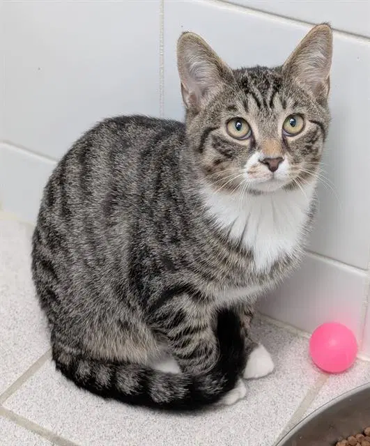 Jester - Domestic Short Hair