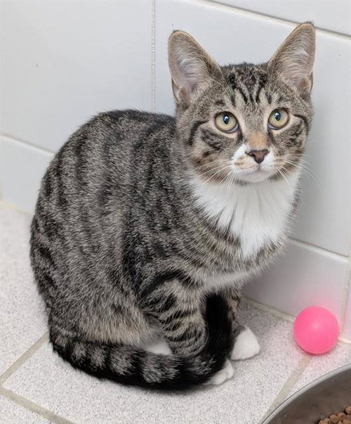 JESTER, a cat for adoption from Angels for Animals, Inc.