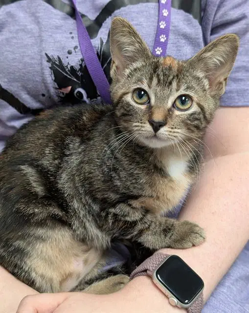 Camilla - Domestic Short Hair