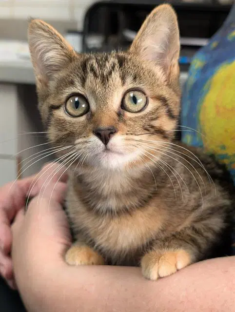 Tinkerbell - Domestic Short Hair