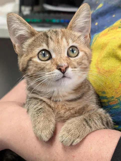Wendy - Domestic Short Hair
