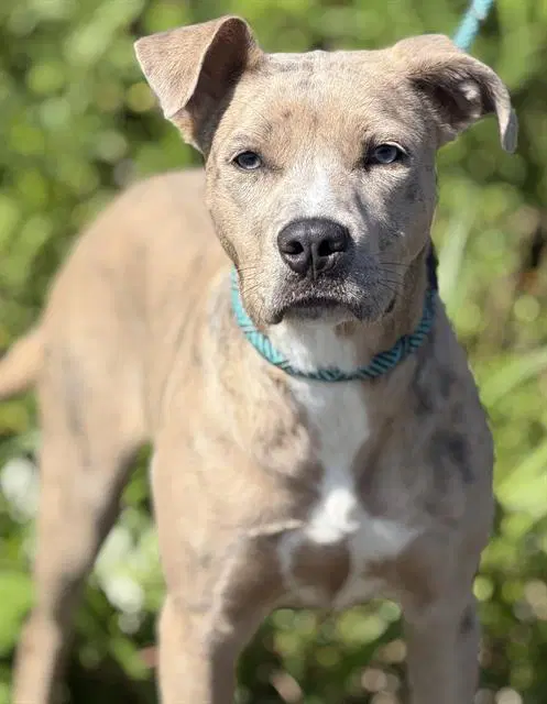 Junie B - American Staffordshire Terrier