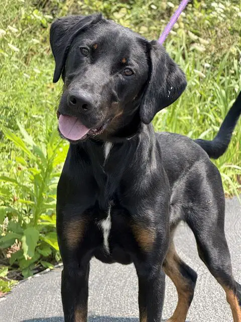 Romeo - Black and Tan Coonhound