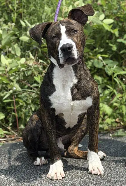 Cheesestick - American Staffordshire Terrier