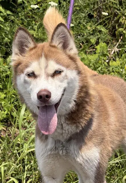 Nova - Siberian Husky