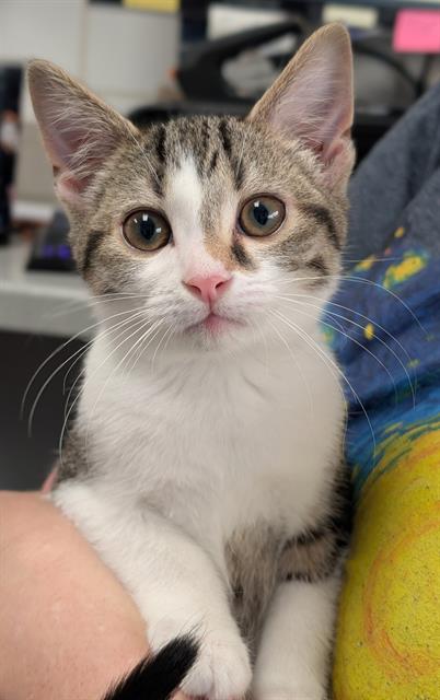 picture of the cat needing adoption