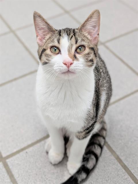 JAM, a cat for adoption from Angels for Animals, Inc.