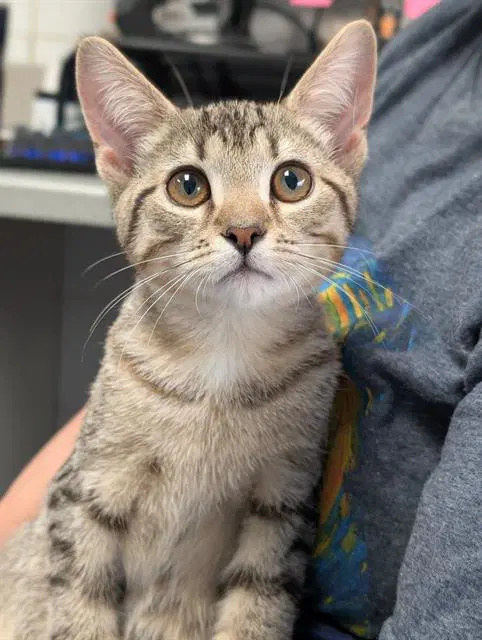 Smuckers - Domestic Short Hair