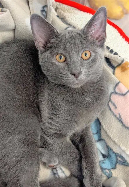 Jif - Domestic Short Hair
