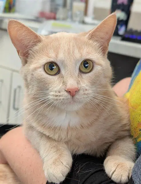 Eve - Domestic Short Hair