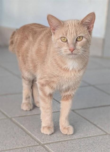 picture of the cat needing adoption