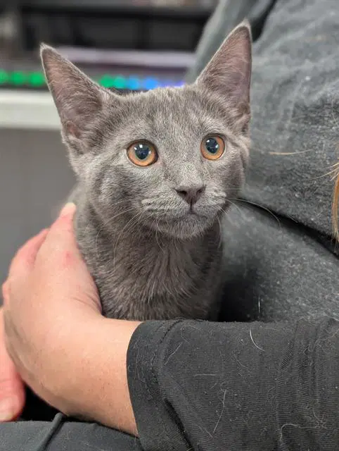 Mr Kiss Kiss - Domestic Short Hair