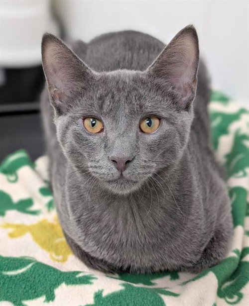 MR. KISS KISS, a cat for adoption from Angels for Animals, Inc.