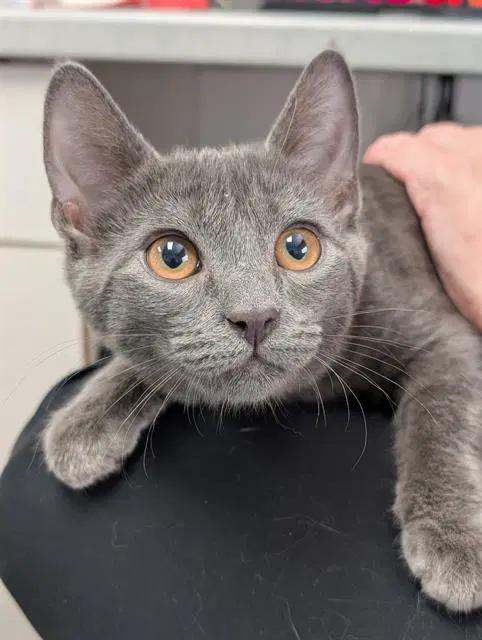 Lint - Domestic Short Hair