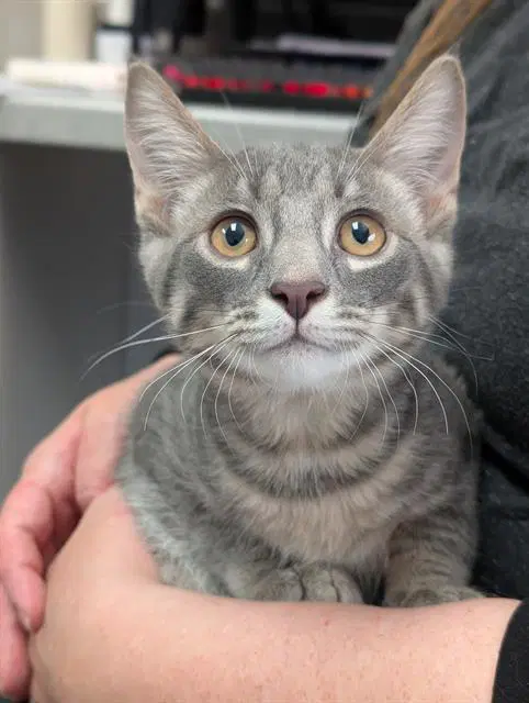 Hammy - Domestic Short Hair