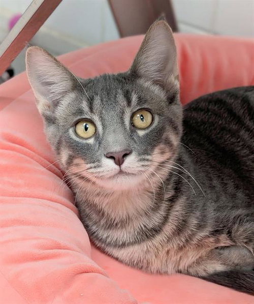 HAMMY, a cat for adoption from Angels for Animals, Inc.