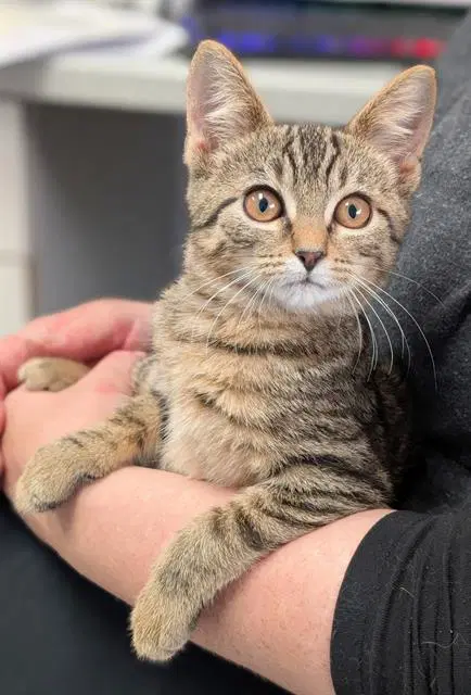 Catawba - Domestic Short Hair