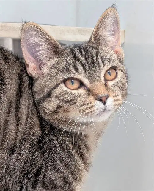 Catawba - Domestic Short Hair
