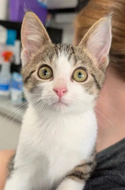 Findlay - Domestic Short Hair
