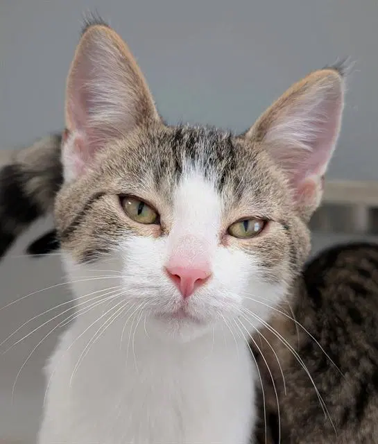 Findlay - Domestic Short Hair