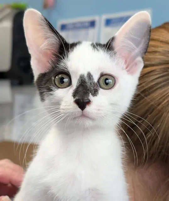 Pablo - Domestic Short Hair