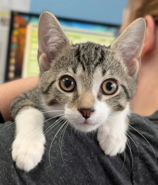 Vinny - Domestic Short Hair