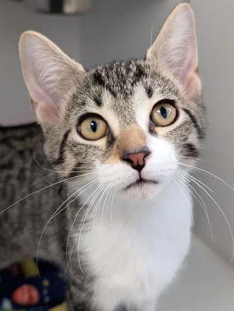 Vinny - Domestic Short Hair
