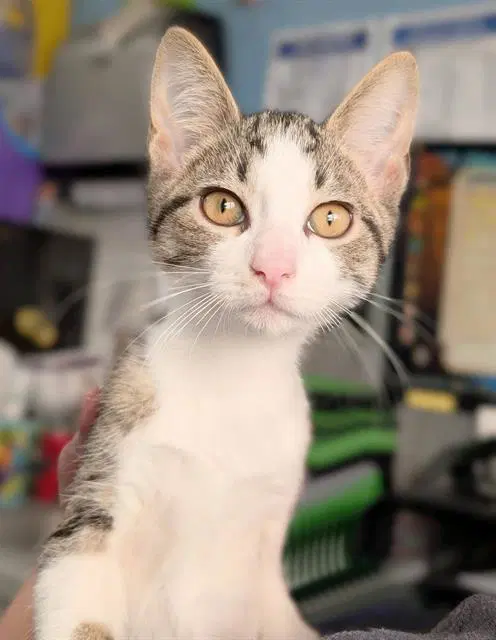 Slim - Domestic Short Hair
