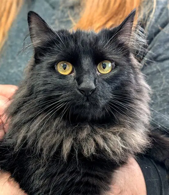 Elvis - Domestic Long Hair