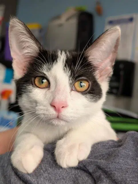 Millie - Domestic Short Hair