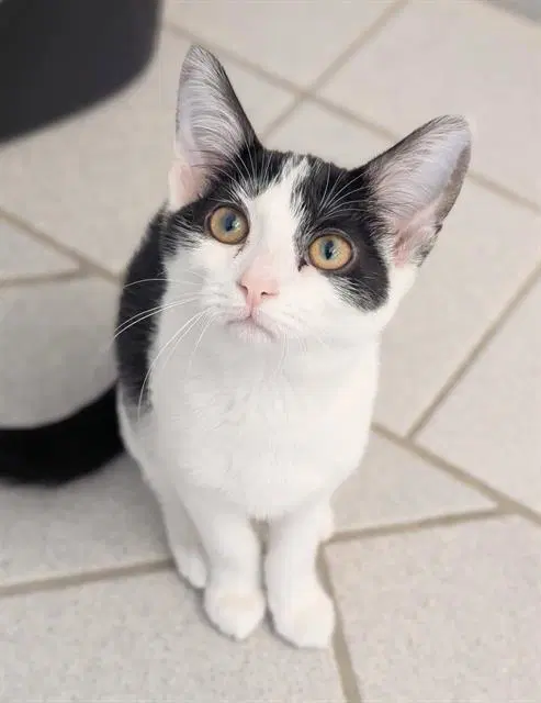 Millie - Domestic Short Hair