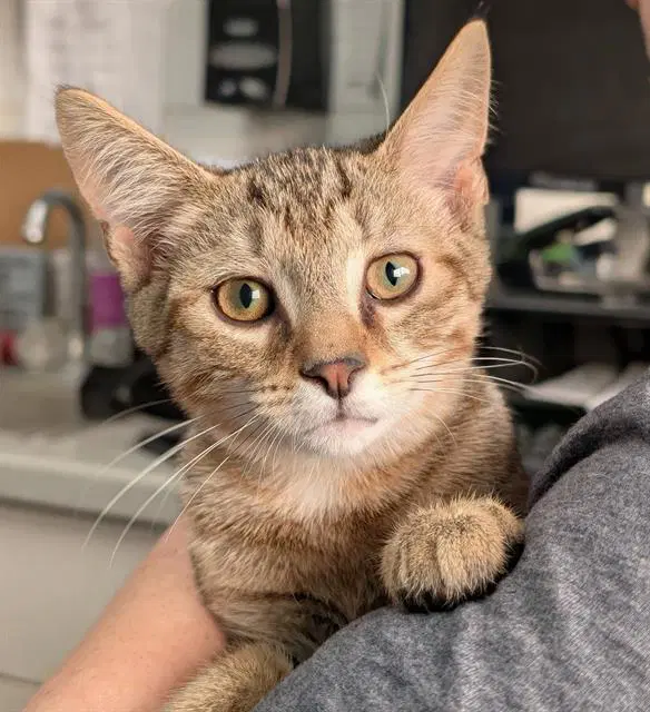 Marvin - Domestic Short Hair