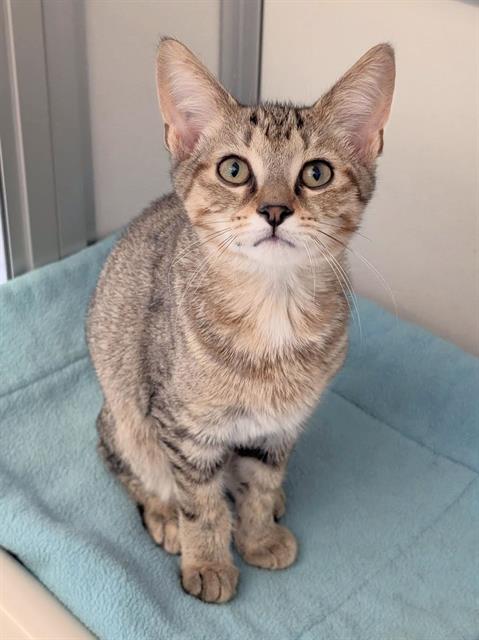 picture of the cat needing adoption