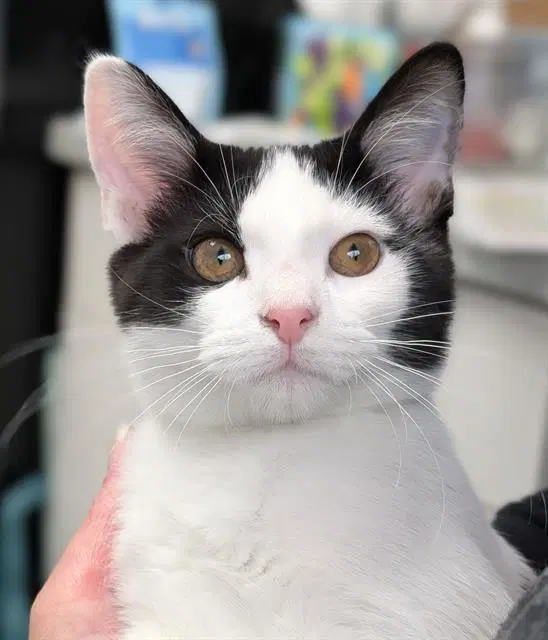 Luca - Domestic Short Hair