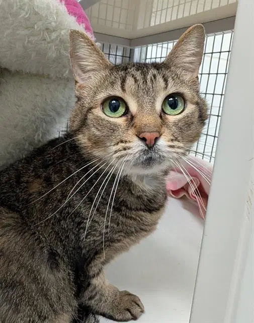 Mildred - Domestic Short Hair